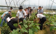 惠州市九龙现代化蔬菜科普基地举办蔬菜嫁接技术培训班